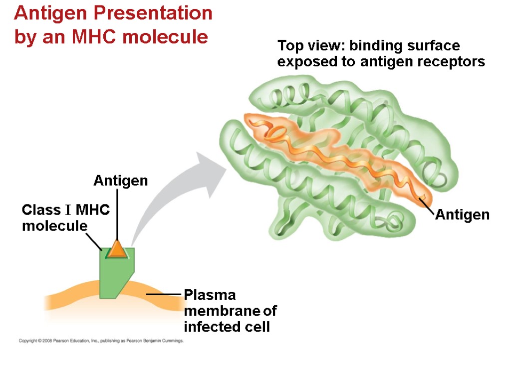 Antigen Presentation by an MHC molecule Antigen Top view: binding surface exposed to antigen